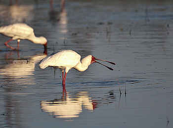 Chitabe Lediba Camp: Löffelreiher