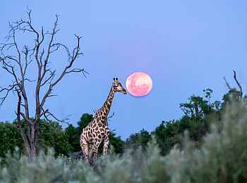 Daunara Safari Camp: Der Mond