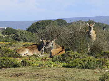 De Hoop Collection Lodge: Antilopen De Hoop Collection Lodge: Antilopen