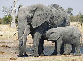 Ghoha Hills Savuti Lodge: Fütterung