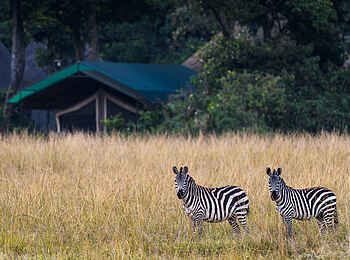 Governors' Camp: Zebras vor dem Camp Governors' Camp: Zebras vor dem Camp