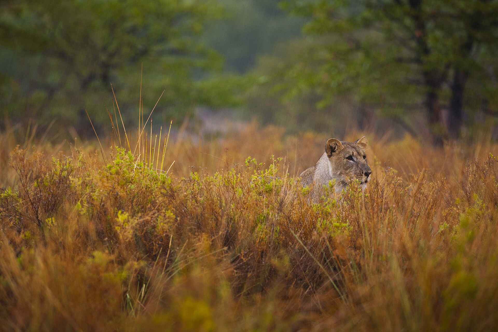 Grootberg Lodge: Auf Pirsch Game, Grootberg Lodge, Landschaft, Tiere, Wild, Wildbeobachtung, Löwen, Pirsch, afrikarma, afrikarma Safaris, afrikarma.de