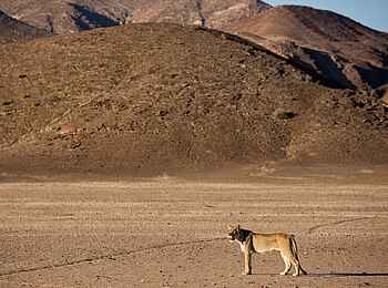 Hoanib Valley Camp: Einsame Löwin Hoanib Valley Camp: Einsame Löwin