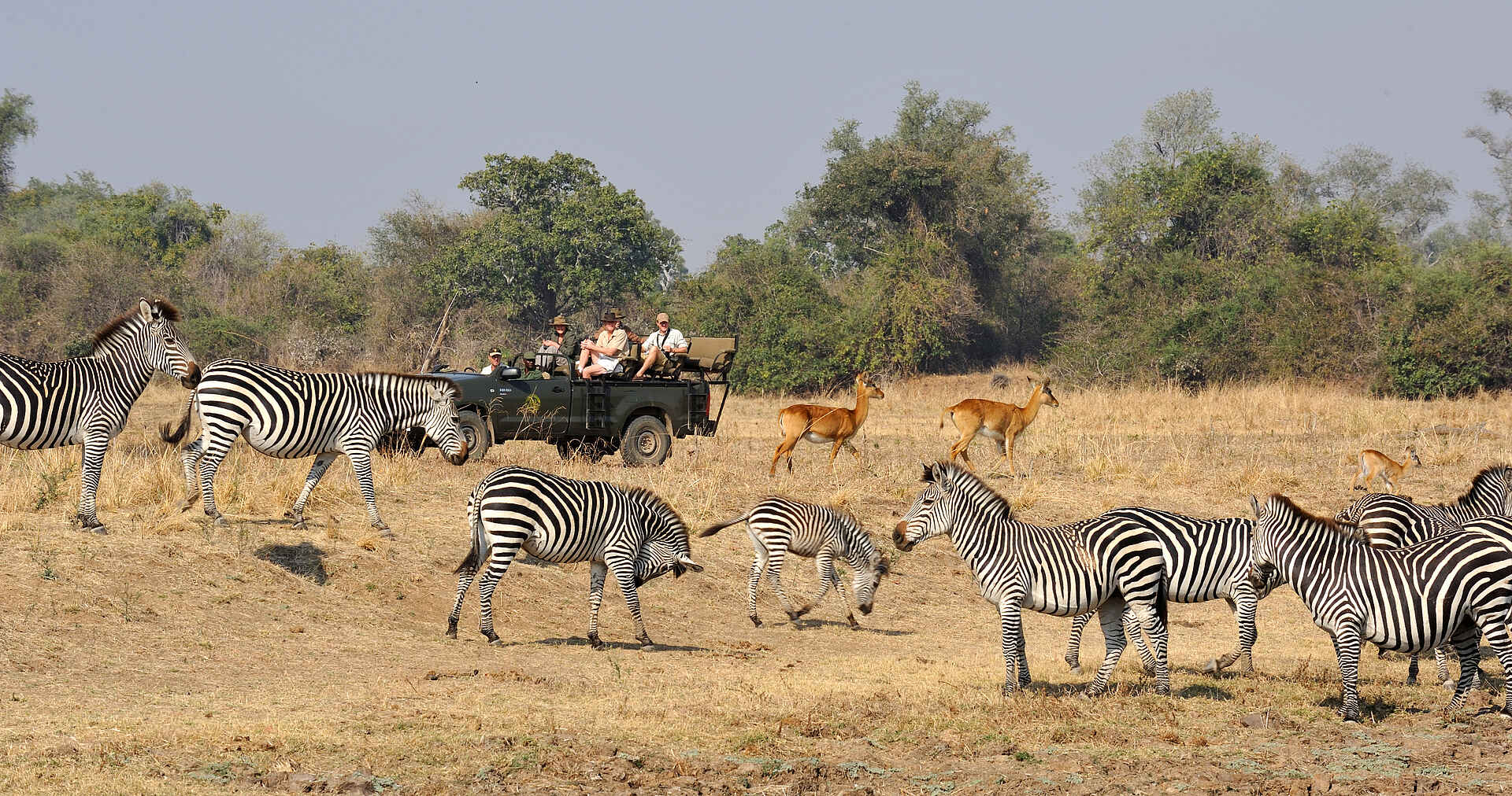 Kaingo Game Drive: Zebras