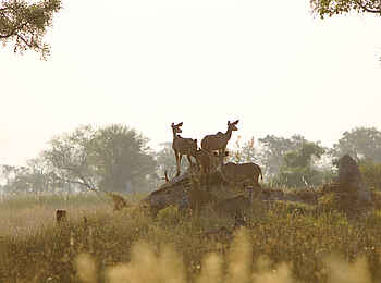 Kanana-Nyana-Camp: Kudus