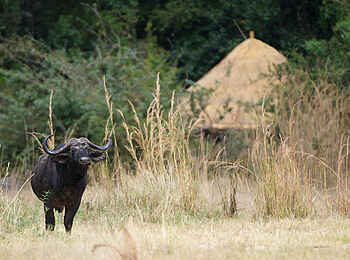 Kuyenda Bushcamp: Büffel vor dem Camp