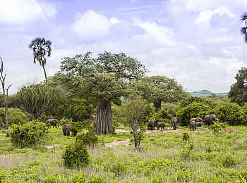 Kwihala Camp: Elefantenherde im Grünen