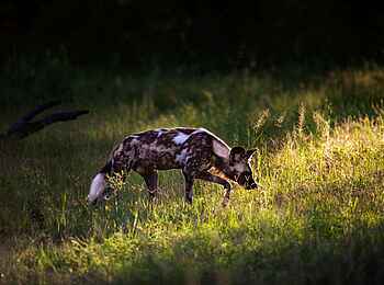 Little Sable Camp: Ein Wildhund Little Sable Camp: Ein Wildhund