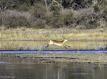 Luiana Plains Expedition Camp: Puku im Wasser