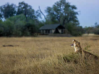 Machaba Camp: Löwin