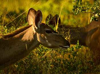 MmaTsebe Tented Camp: Kudus