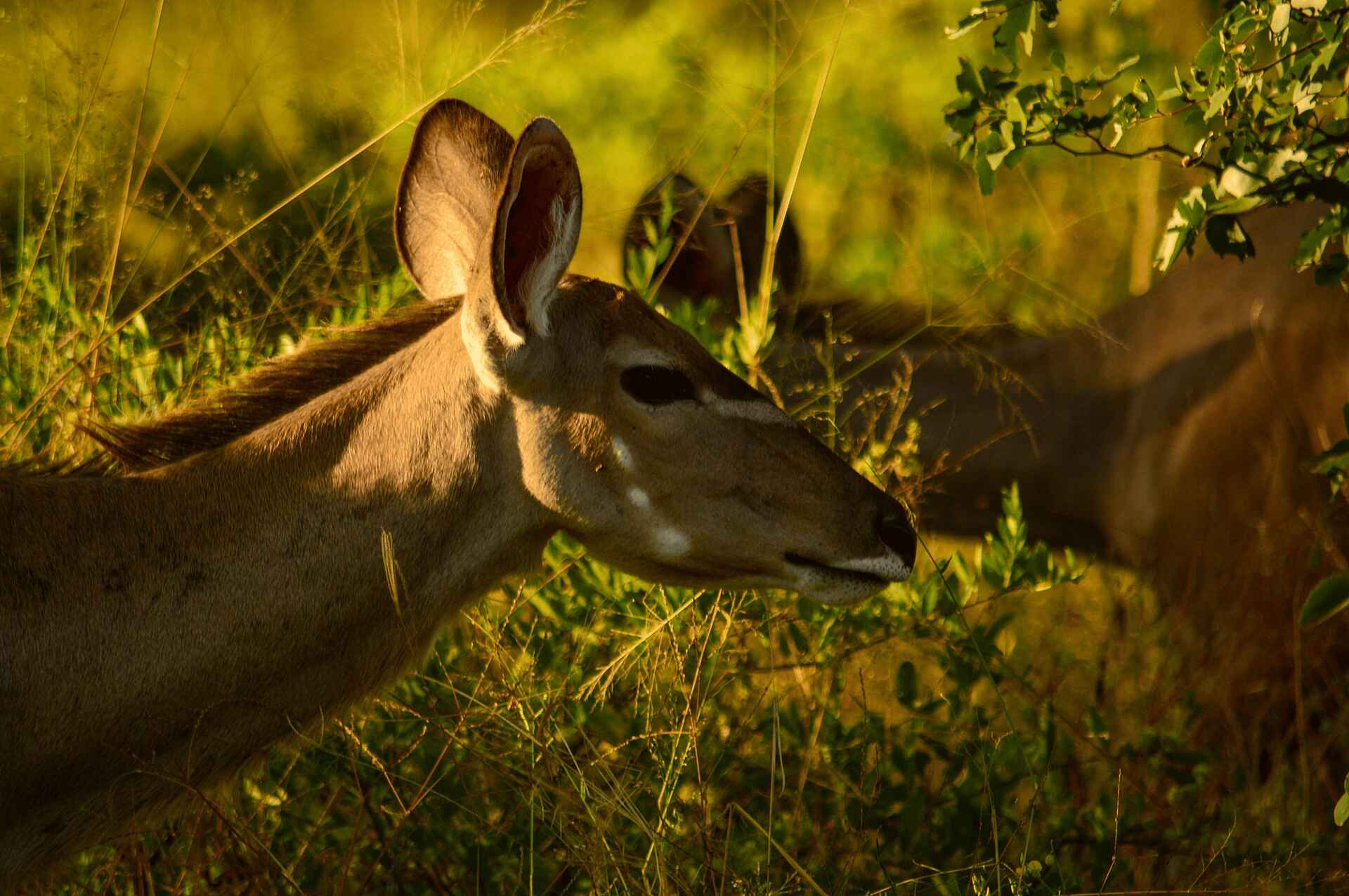 MmaTsebe Tented Camp: Kudus MmaTsebe Tented Camp: Kudus