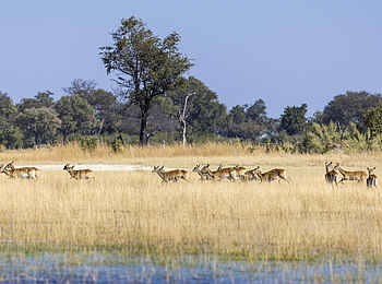 Monachira Camp: Letschwe Antilopen im Wasser Monachira Camp: Letschwe Antilopen im Wasser