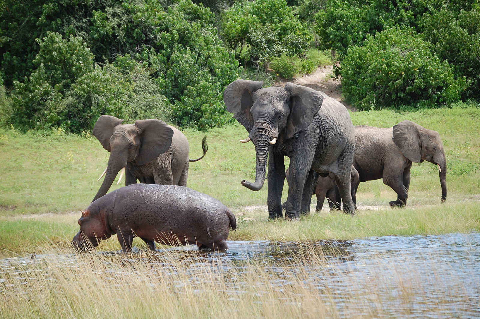 Muchenje Safari Lodge: Nilpferd-Elefanten-Begegnung Muchenje Safari Lodge: Nilpferd-Elefanten-Begegnung