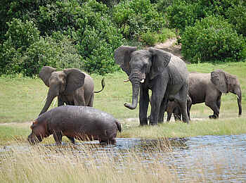 Muchenje Safari Lodge: Nilpferd-Elefanten-Begegnung