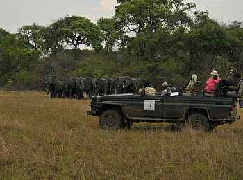 Mukambi Safari Lodge: Elefantenbegegnung Mukambi Safari Lodge: Elefantenbegegnung