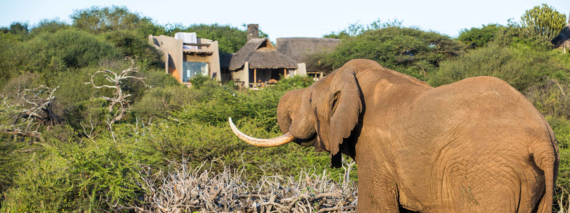 Ol Donyo Lodge: Besuch von den Elefanten
