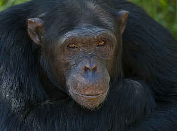 Ol Pejeta Bush Camp: Schimpanse Ol Pejeta Bush Camp: Schimpanse