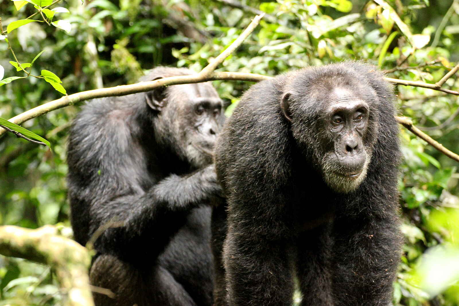 Papaya Lake Lodge: Fürsorge Papaya Lake Lodge: Fürsorge