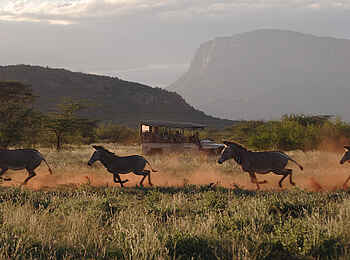 Saruni Samburu: Grevyzebras mit Fahrzeug im Hintergrund