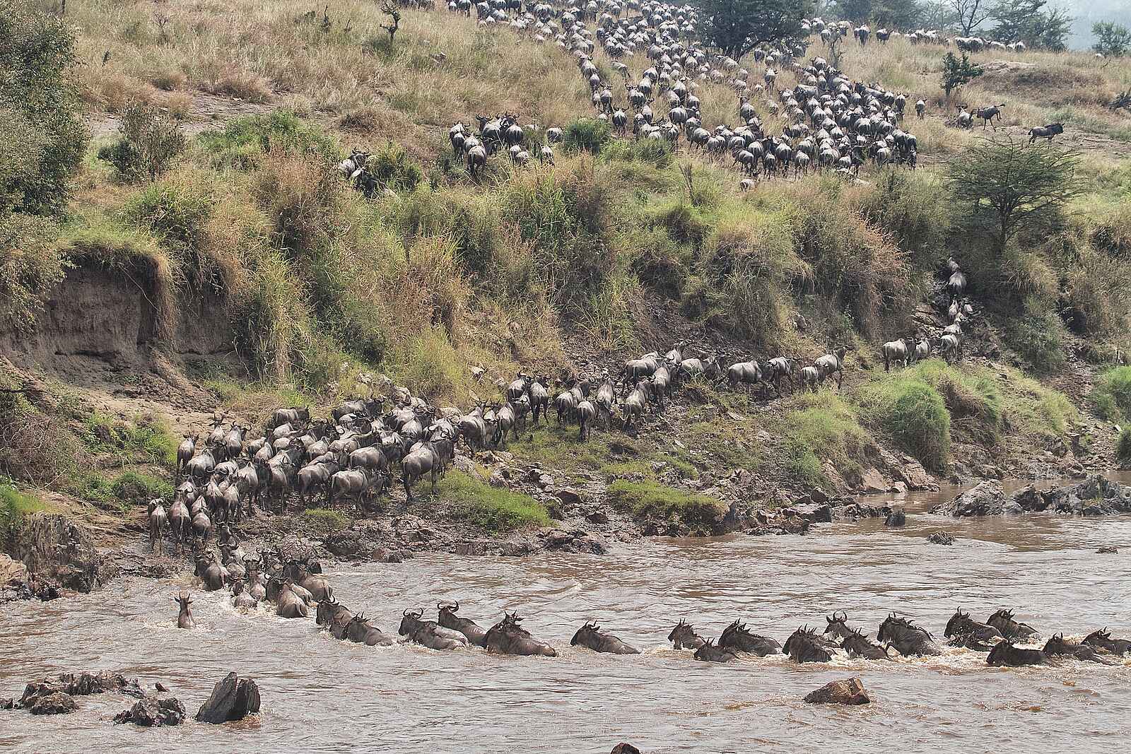 Serian Serengeti North: Das Ufer im Blick Serian Serengeti North: Das Ufer im Blick