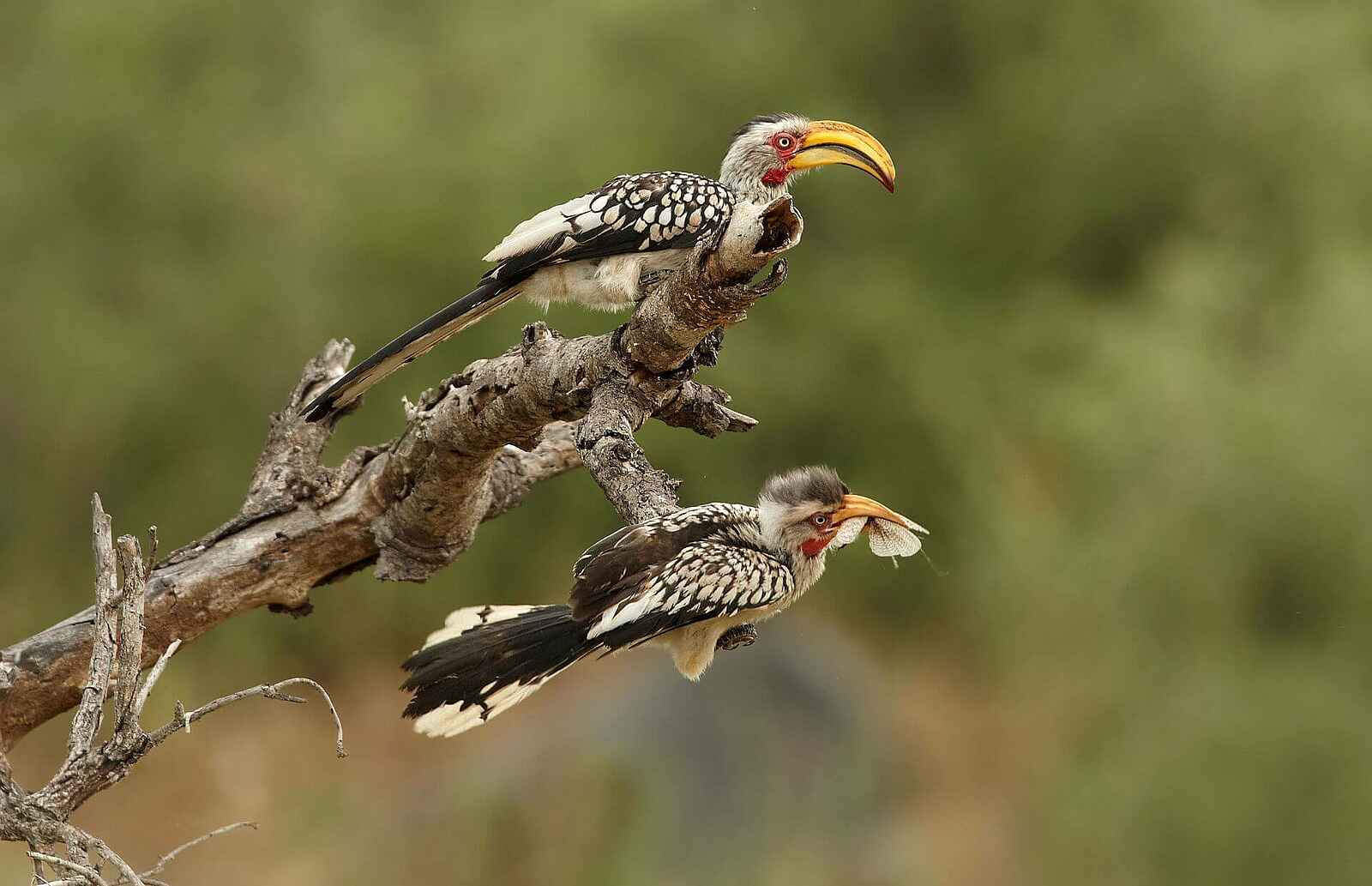 Simbavati Cederberg Ridge Lodge: Zwei Gelbschnabeltokos Simbavati Cederberg Ridge Lodge: Zwei Gelbschnabeltokos