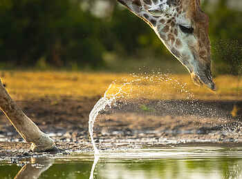 Singita Elela Luxury Lodge: Eine Giraffe am Wasser Singita Elela Luxury Lodge: Eine Giraffe am Wasser