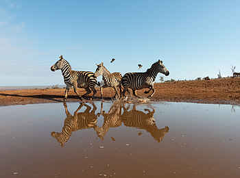 Soroi Cheetah Tented Camp: Zebras in Bewegung am Wasserloch