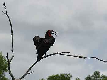 Chilo Ivory Trail Adventure: Ground Hornbill
