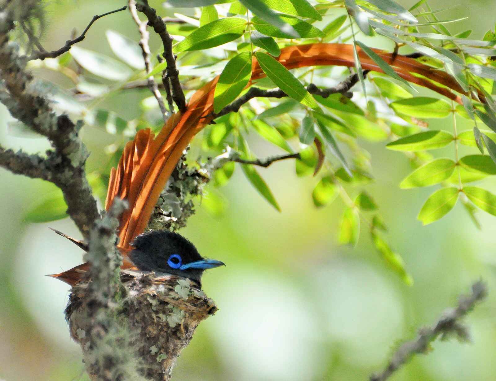 Frog and Fern Cottages: Paradise Flycatcher - Männlich Frog and Fern Cottages: Paradise Flycatcher - Männlich