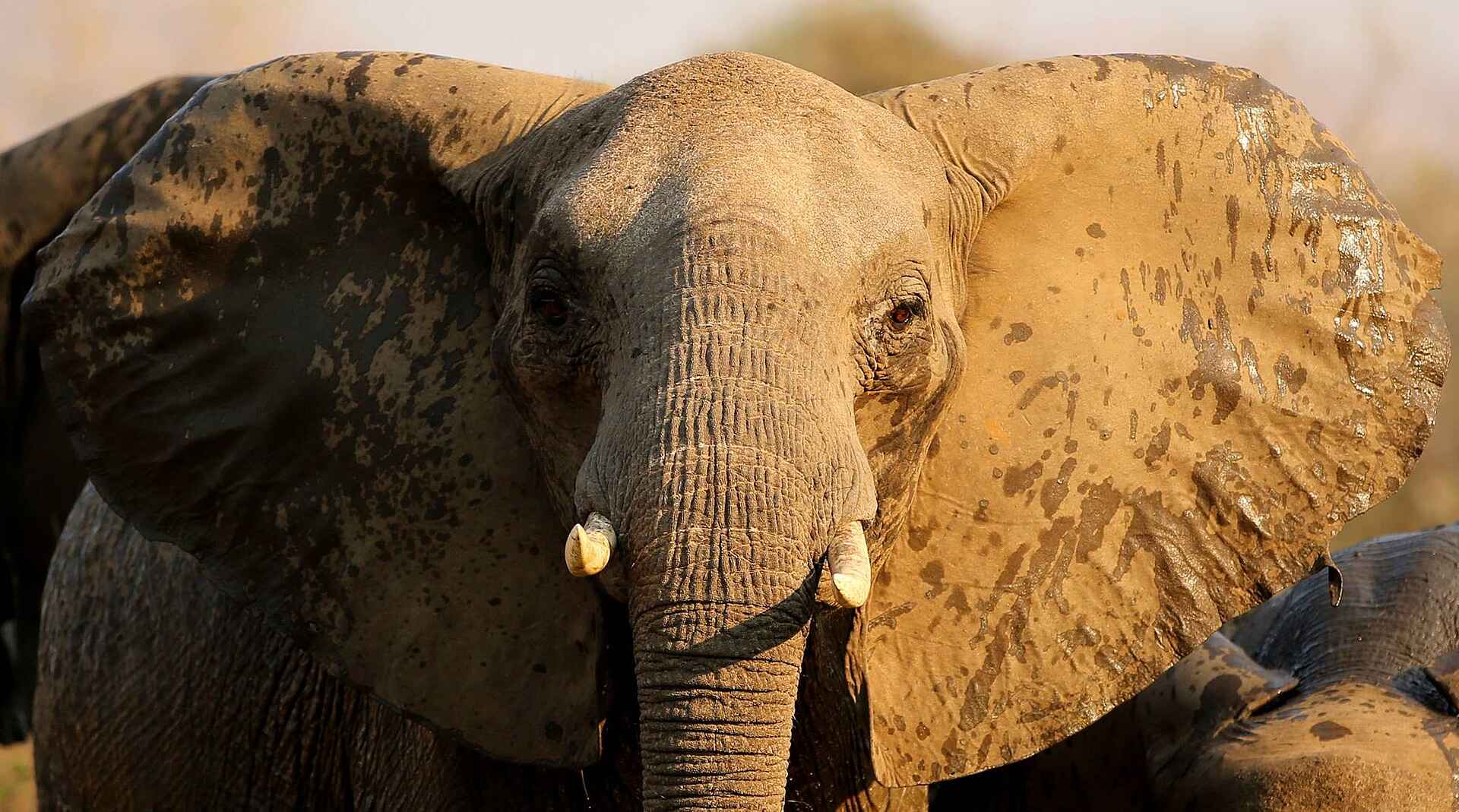 Kavinga Safari Camp: Elefanten portrait