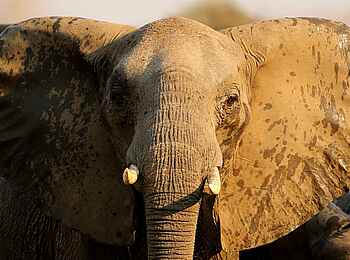 Kavinga Safari Camp: Elefanten portrait Kavinga Safari Camp: Elefanten portrait