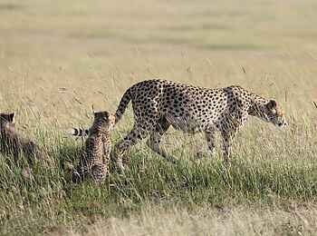 Legendary Mwiba Lodge: Gepardin mit Jungtieren Legendary Mwiba Lodge: Gepardin mit Jungtieren