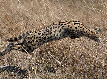 Ntemwa Busanga Bushcamp: Springender Serval