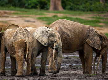 Sangha Lodge: Braun gefärbte Elefanten Sangha Lodge: Braun gefärbte Elefanten