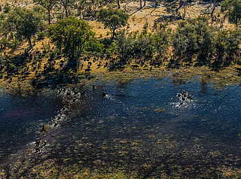 Selinda Camp: Elefantenherde im Fluss