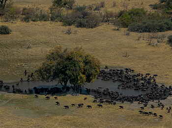 Selinda Explorers Camp: Büffel am Wasserloch Selinda Explorers Camp: Büffel am Wasserloch