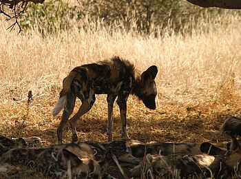 Tuli Safari Lodge Mashatu: Wildhundrudel