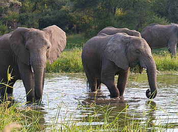 Bomani Tented Lodge: Erfrischung suchende Elefanten