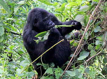 Buhoma Lodge: Weiblicher Gorilla