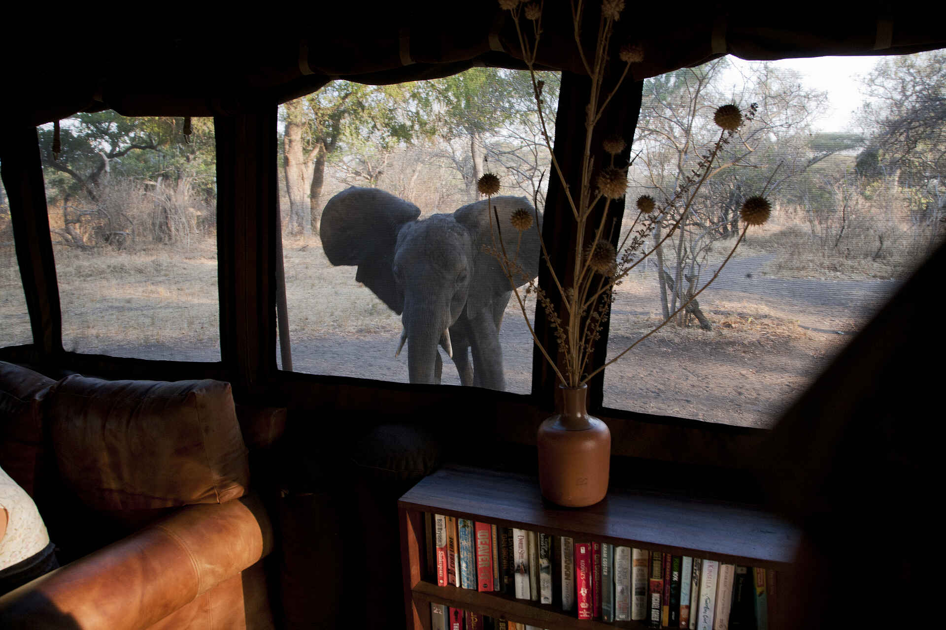 Chada Katavi, Elefant, Tiere, Zelt, chada katavi camp, elefanten