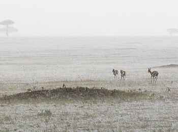 Chaka Camp: Drei Antilopen im Regen