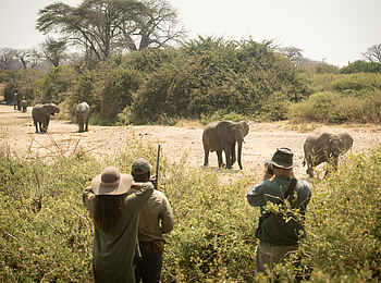 Charlie Ruaha Safari Camp: Elefanten auf Wanderung