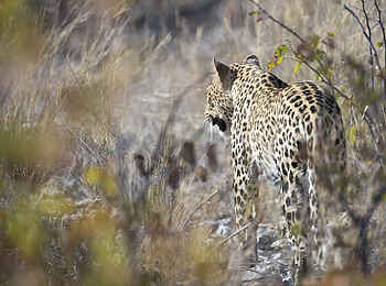 Encounter by Ongava: Leopard auf Pirsch