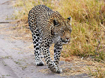 Ghoha Hills Savuti Lodge: Auf der Pirsch