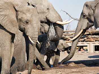 Hyena Pan Camp: Beim Trinken Hyena Pan Camp: Beim Trinken