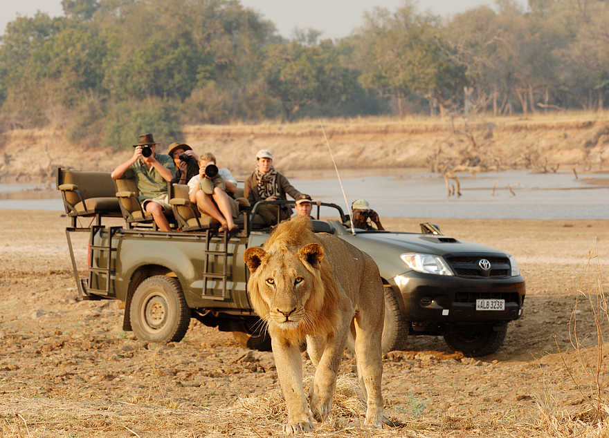 Kaingo Game Drive: Junglöwe Kaingo Game Drive: Junglöwe