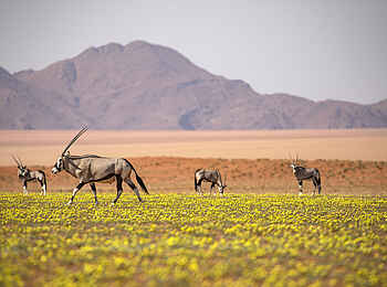 Kwessi Dunes Lodge: Oryxantilopen