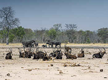 Linkwasha Camp: Antilopen und Elefanten Linkwasha Camp: Antilopen und Elefanten