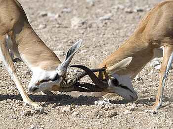 Little Ongava: Springbockgerangel Little Ongava: Springbockgerangel